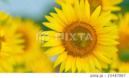 ひまわり　16：9 23487867