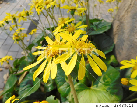 ツワブキの花 23488011
