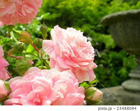 薔薇 ドロシーパーキンス 薔薇 ドロシーパーキンス 23488094