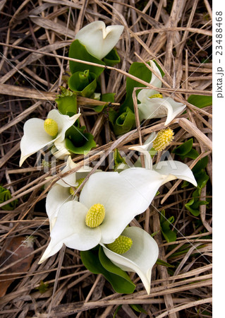 双苞ミズバショウ　駒止湿原 23488468