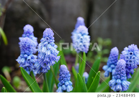 爽やかな水色のムスカリ 23488495