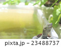 クサガメ 23488737
