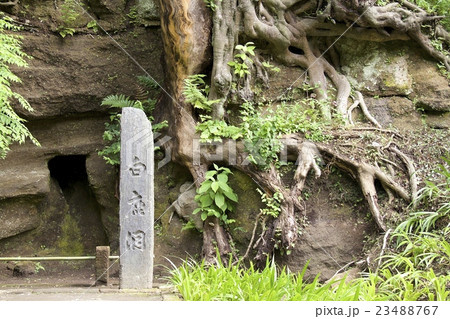 円覚寺白鹿洞 円覚寺白鹿洞 23488767