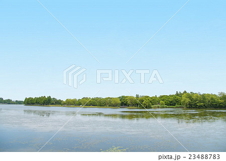 水元公園の池「小合溜」（東京都葛飾区） 23488783