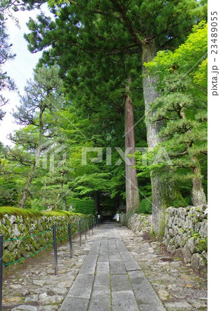 信州 駒ヶ根の寺院 光前寺参道 ひかりごけのある石垣 800年頃創建の古刹 霊犬早太郎伝説で有名) 信州 駒ヶ根の寺院 光前寺参道 ひかりごけのある石垣 800年頃創建の古刹 霊犬早太郎伝説で有名) 23489055