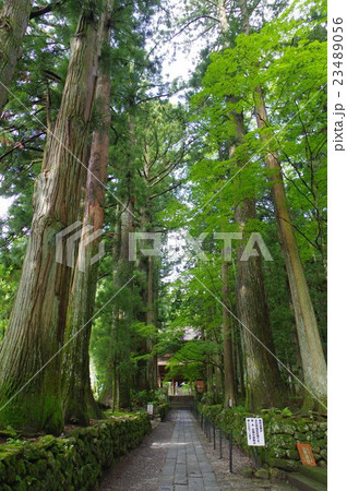 信州　駒ヶ根の寺院　光前寺　参道　縦　（８００年頃創建の古刹　霊犬早太郎伝説で有名） 23489056
