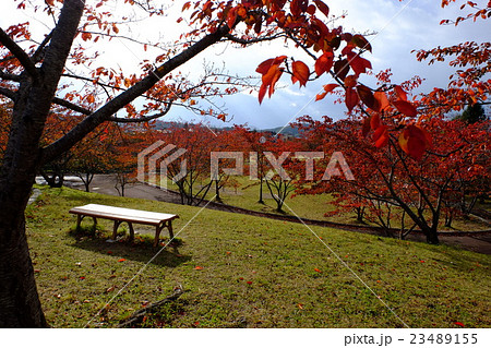 秋の公園 23489155