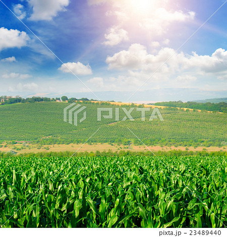 green corn field and blue sky green corn field and blue sky 23489440