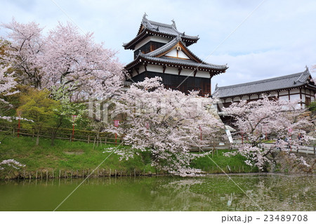 奈良 春の大和郡山城 奈良 春の大和郡山城 23489708