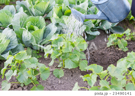 Watering plants with can 23490141