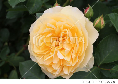 バラ　グラハムトーマス 23490770