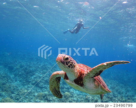 アオウミガメ ウミガメ カメ カメと泳ぐ ダイビング スキューバダイビング 慶良間諸島 沖縄 海の写真素材