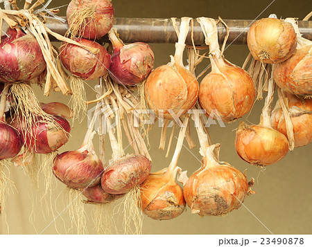 ぶら下げて乾かすと長持ちするタマネギ-1 23490878