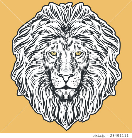 Hand Drawn Lion Head Illustrationのイラスト素材