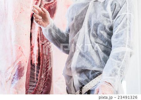 Veterinary at meat inspection in slaughterhouse Veterinary at meat inspection in slaughterhouse 23491326