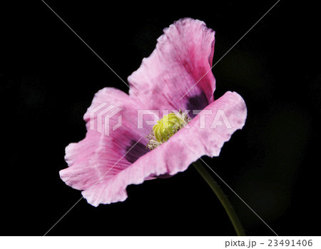Pink poppy 23491406