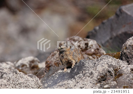 エゾナキウサギ 23491951