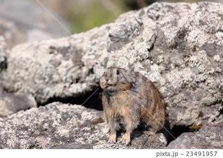 エゾナキウサギ 23491957