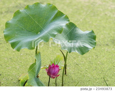 南条の花はす 23493873