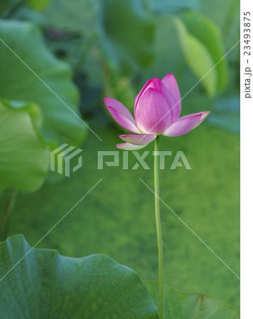 南条の花はす 23493875