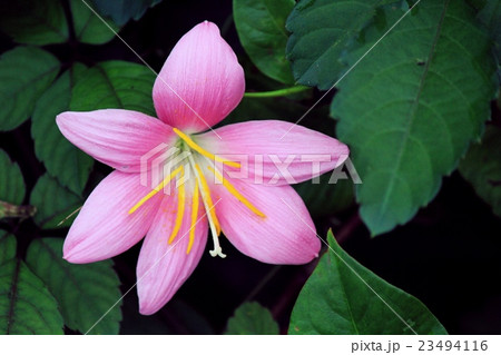 サフランモドキ 23494116