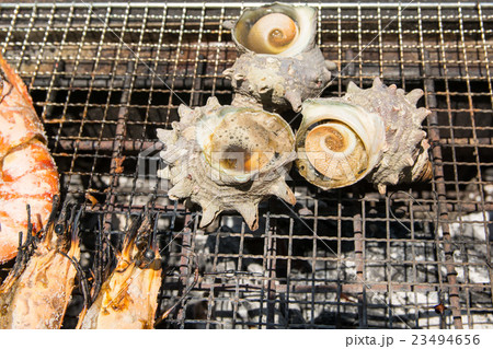 さざえ さざえ 23494656