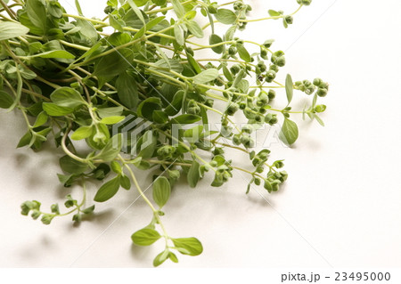 スイートマジョラム 23495000