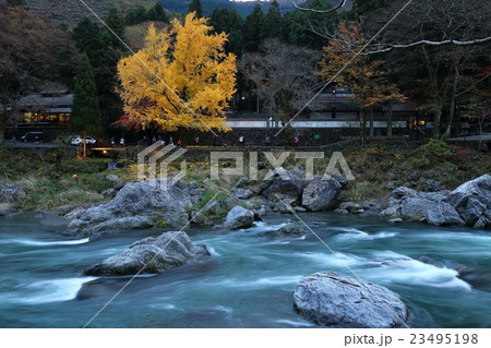 御岳渓谷の大銀杏 23495198