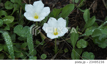 ギンパイソウ 23495236