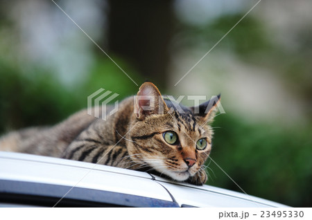 車の上のキジトラ猫 23495330