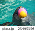 イルカとの戯れ 23495356