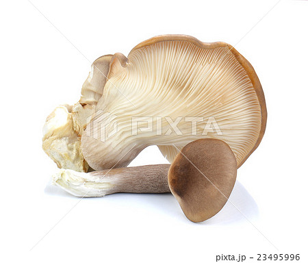 Fresh Abalone mushrooms on white background. Fresh Abalone mushrooms on white background. 23495996