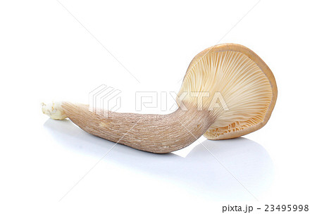 Fresh Abalone mushrooms on white background. Fresh Abalone mushrooms on white background. 23495998