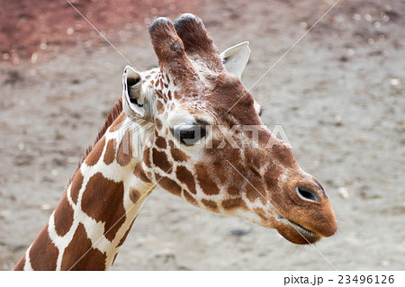 東京都多摩動物公園　キリン 23496126