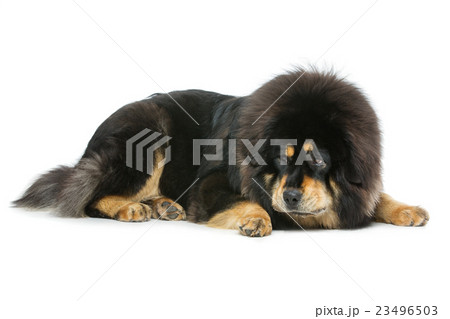 Beautiful big Tibetan mastiff dog Beautiful big Tibetan mastiff dog 23496503
