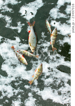 caught fish on ice caught fish on ice 23497016