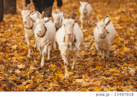herd of goats in the autumn forest 23497018