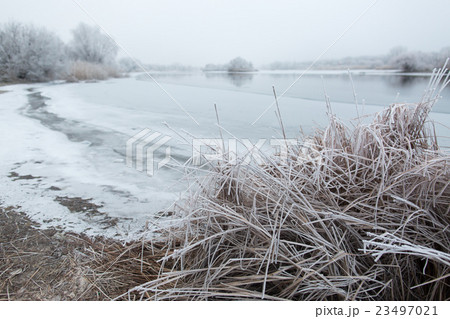 frost on the reeds 23497021