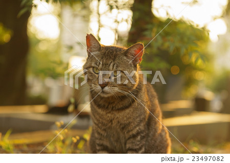 猫 猫 23497082
