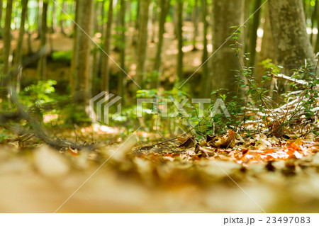 木になる芽 木になる芽 23497083