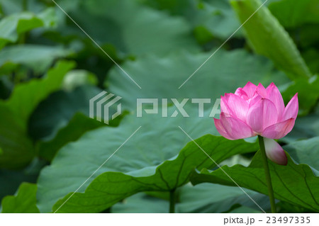 ハスの花 23497335