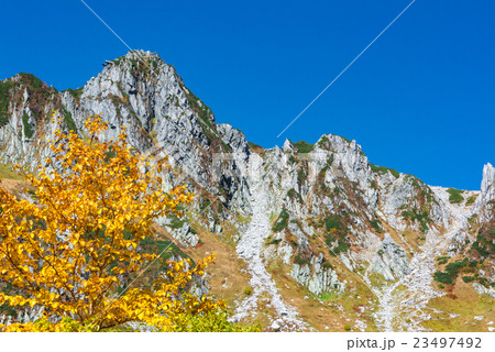 宝剣岳とダケカンバ 23497492