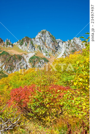 宝剣岳とダケカンバの黄葉 23497497