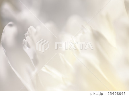 Close up of white flower petal, teal, soft dreamy 23498045