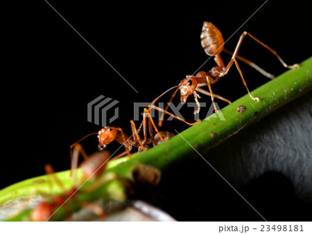 The ants in the nature 23498181