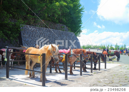 富士スバルライン五合目の馬たち 23498208