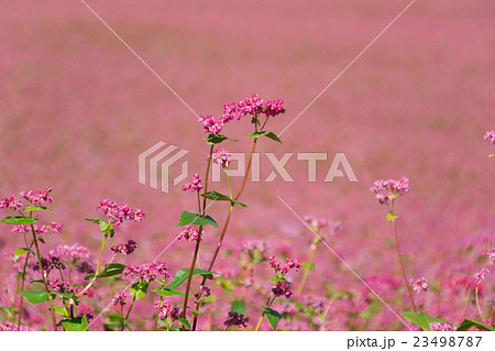 赤そばの花 23498787