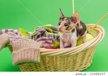 Kitten Cornish Rex in the basket 23499247
