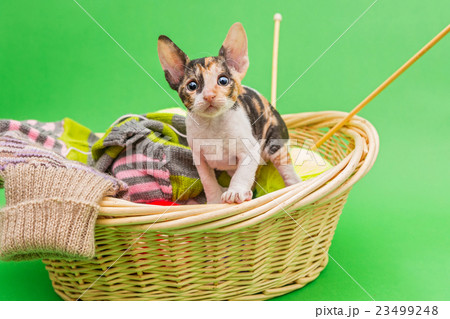 Kitten Cornish Rex in the basket 23499248