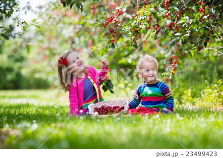 Kids picking cherry on a fruit farm Kids picking cherry on a fruit farm 23499423